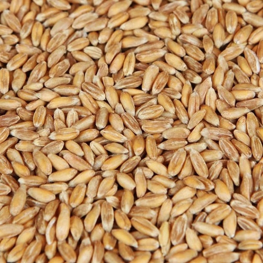 Spelt Malt - 3L